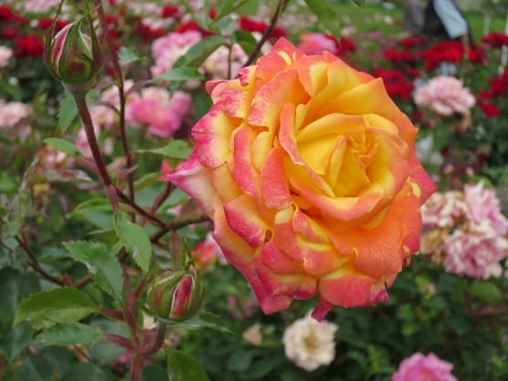 蜂ヶ峰総合公園へ薔薇見学へ行ってきました。関連画像