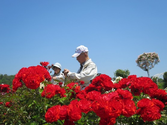蜂ヶ峰総合公園へ薔薇見学へ行ってきました。関連画像